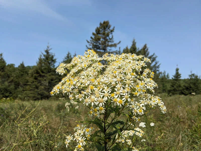 Aster à ombelles ( Doellingeria umbellata )