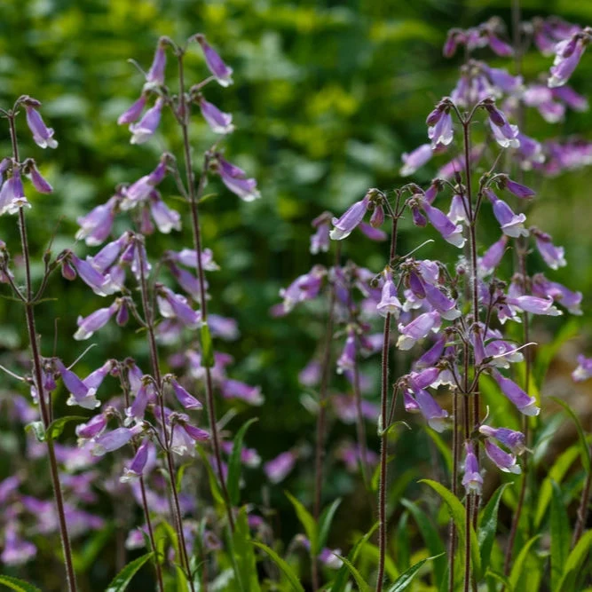 Penstémon hirsute ( Penstemon hirsutus )
