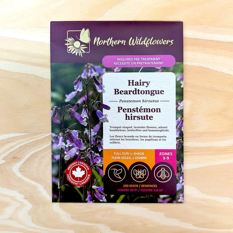 Penstémon hirsute ( Penstemon hirsutus )