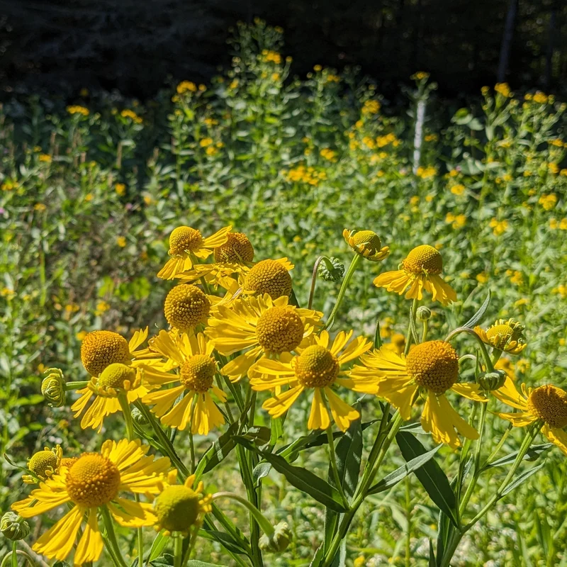 Hélénie automnale ( Helenium autumnale )