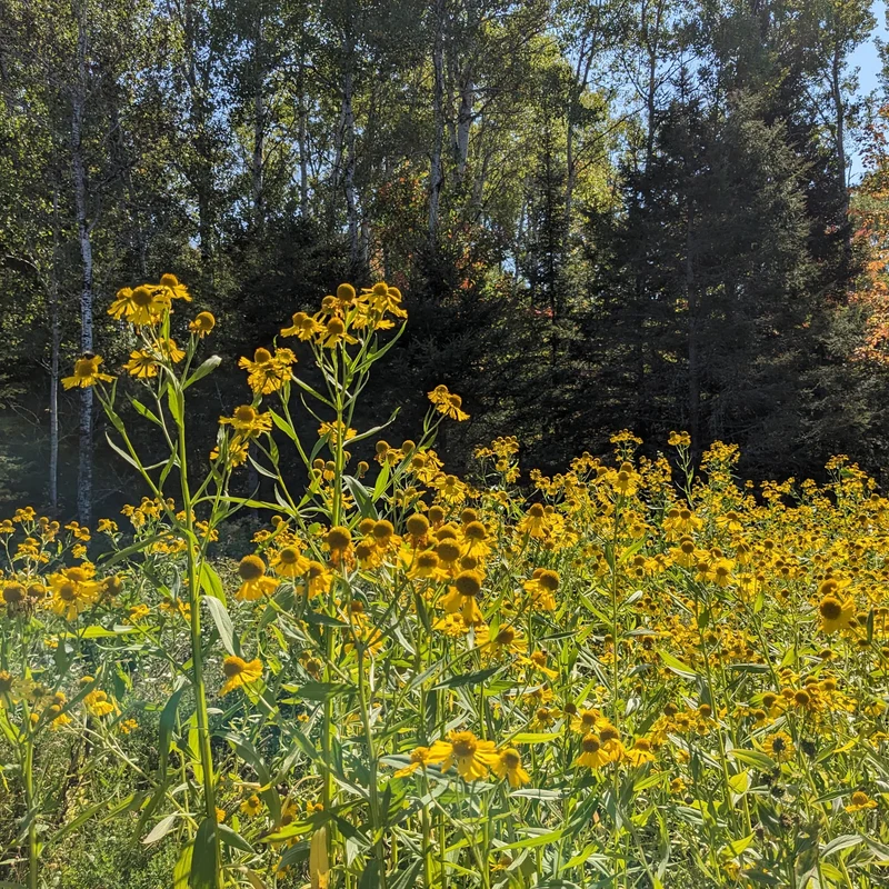 Hélénie automnale ( Helenium autumnale )