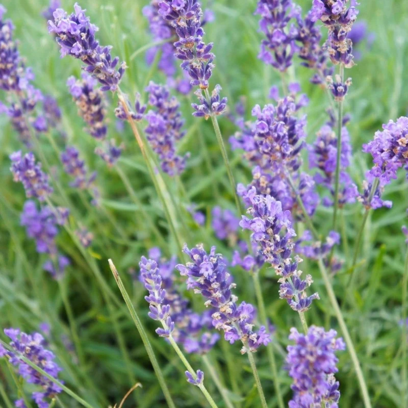 Lavandin (Lavandula × intermedia) Seeds – Highly Fragrant Blooms for Gardens & Aromatherapy