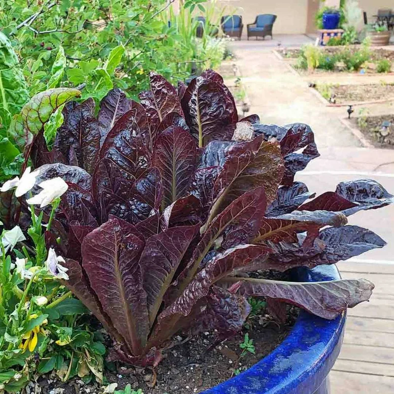 Red Romaine Lettuce Seeds – Heirloom, Crisp & Nutritious, Perfect for Home Gardens
