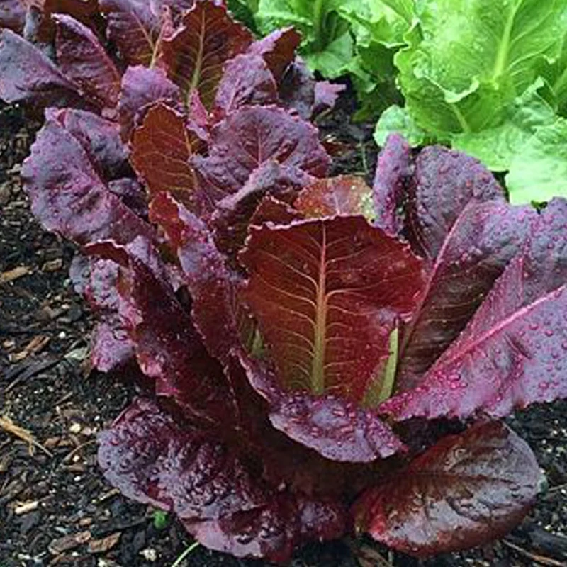Red Romaine Lettuce Seeds – Heirloom, Crisp & Nutritious, Perfect for Home Gardens