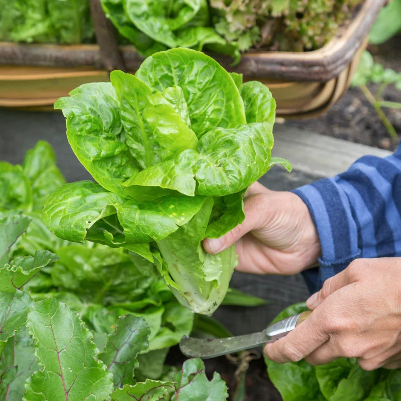 Little Gem Lettuce Seeds - Compact, Sweet & Crisp Variety for Home Gardens