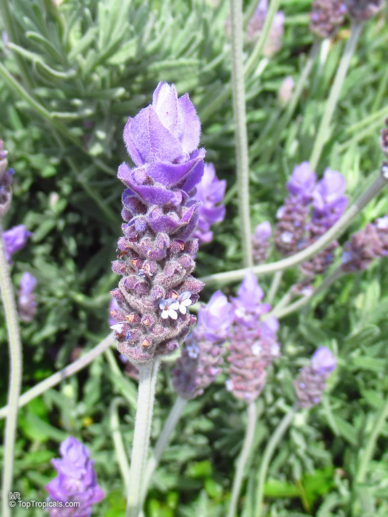 French Lavender (Lavandula dentata) Seeds – Elegant Fragrant Blooms for Gardens