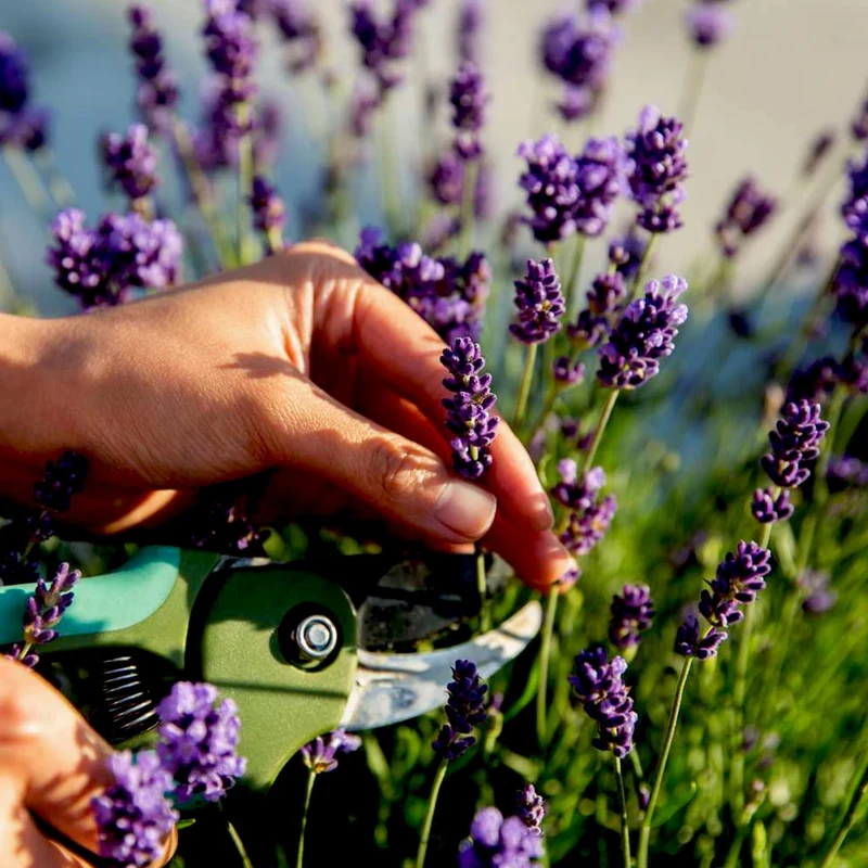 Lavender Seeds (English Lavender Seeds) - Classic Fragrant Blooms for Gardens
