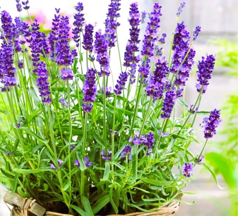 Lavender Seeds (English Lavender Seeds) - Classic Fragrant Blooms for Gardens