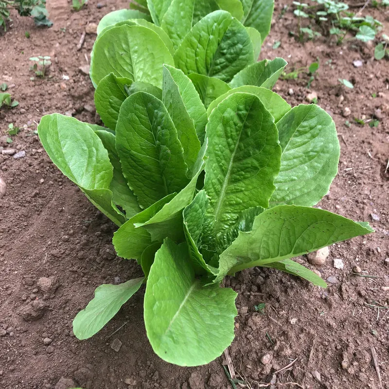 Paris Island Cos Lettuce Seeds – Heirloom, Crisp & Nutritious Variety for Your Garden