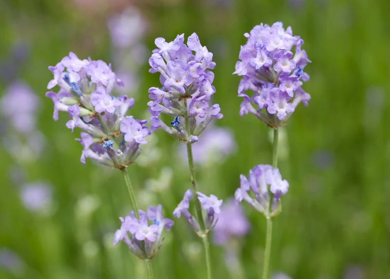 Ice Blue Lavender Seeds – Unique Frosty Blooms for Fragrant Gardens & Bouquets