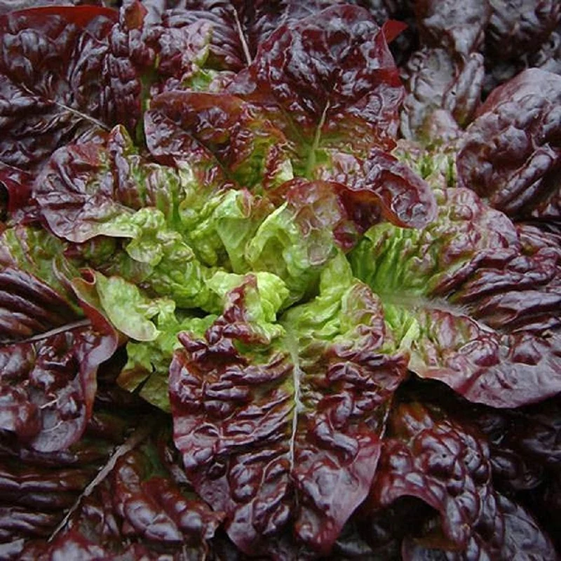Butterhead Red Lettuce Seeds – Heirloom, Fresh & Crunchy, Perfect for Home Gardens