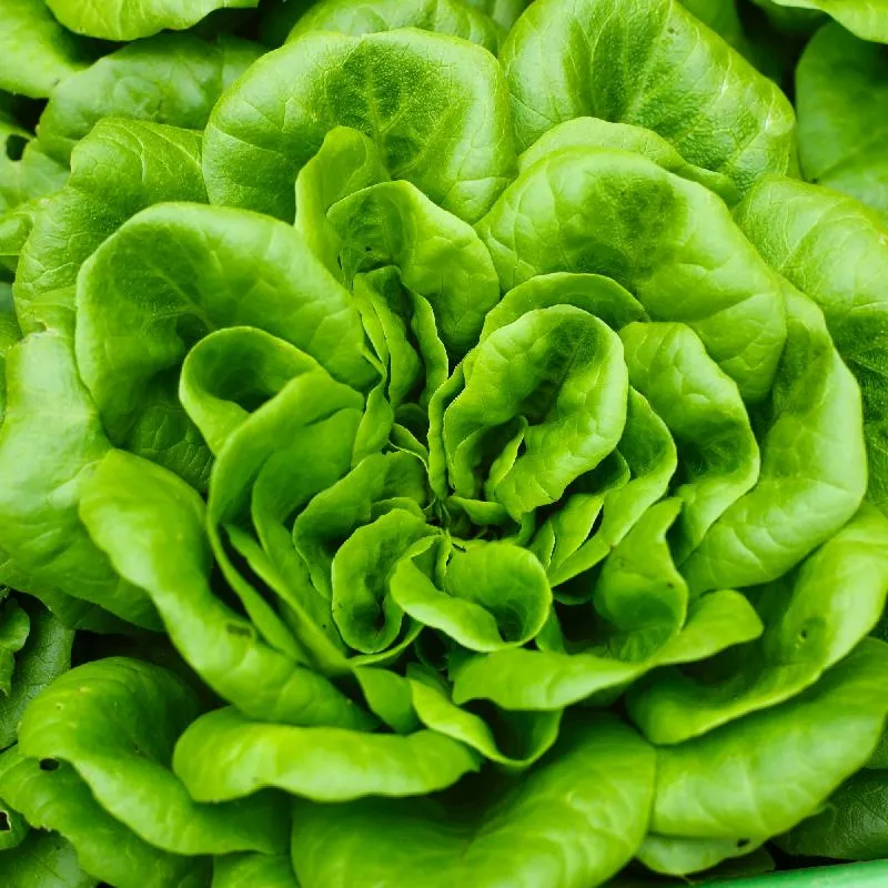 Butterhead Lettuce Seeds (Boston or Bibb Variety) – Fresh, Crisp, and Easy to Grow