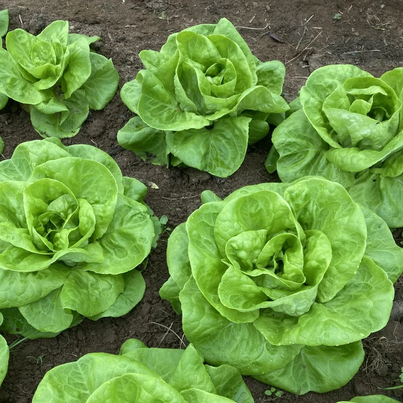 Butterhead Lettuce Seeds (Boston or Bibb Variety) – Fresh, Crisp, and Easy to Grow