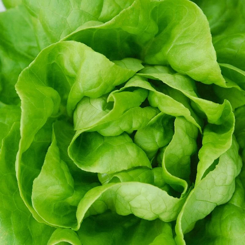 Butterhead Lettuce Seeds (Boston or Bibb Variety) – Fresh, Crisp, and Easy to Grow