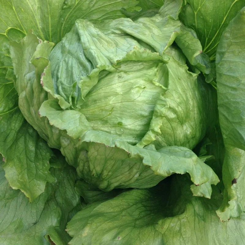 Summertime Lettuce Seeds - Fresh & Crisp Lettuce for Your Garden
