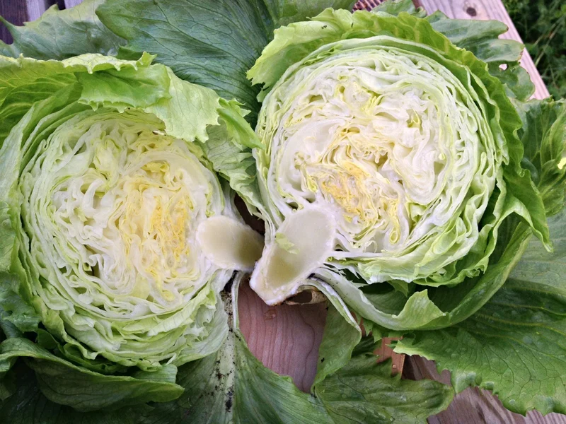 Summertime Lettuce Seeds - Fresh & Crisp Lettuce for Your Garden