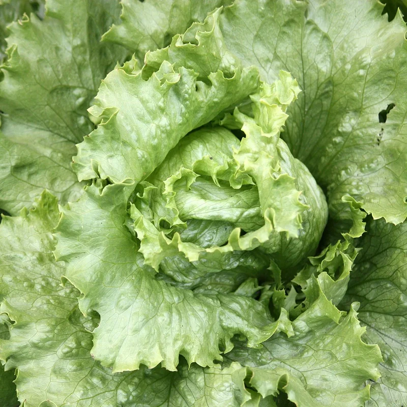 Great Lakes Lettuce Seeds – Heirloom, High-Quality, Fresh & Crisp Lettuce Variety