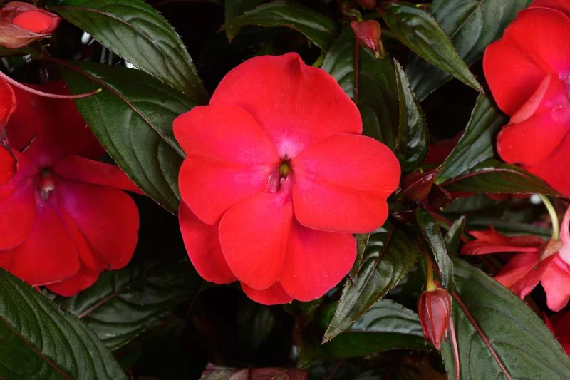Guinea Impatiens Seeds – Annual Flower Variety for Garden Blooms
