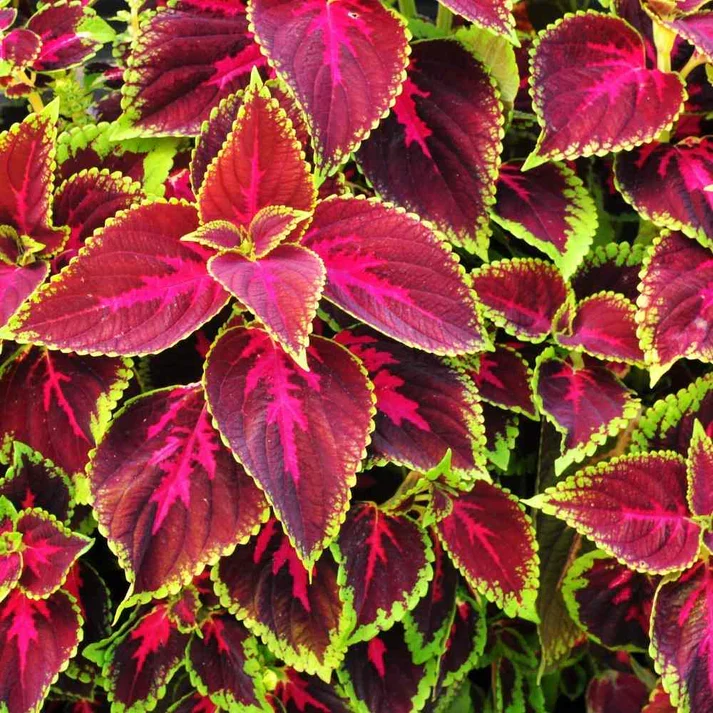 Coleus Flower Seeds for Planting, Vibrant Foliage for Gardens & Containers
