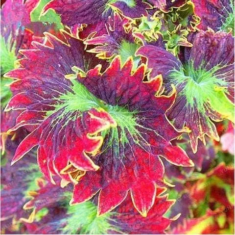 Coleus Flower Seeds for Planting, Vibrant Foliage for Gardens & Containers
