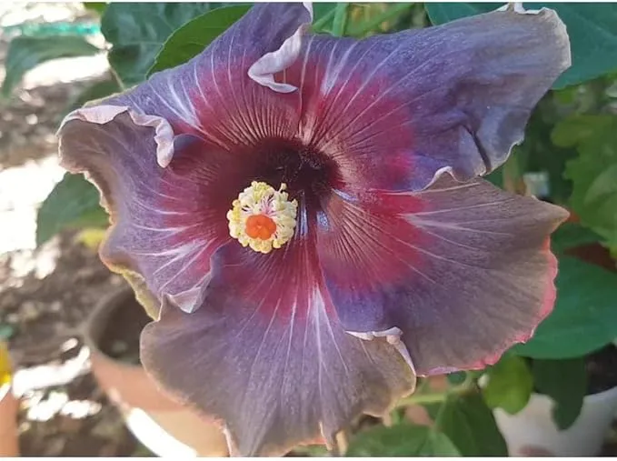 Black Pink Purple Giant Hibiscus Flower Seeds