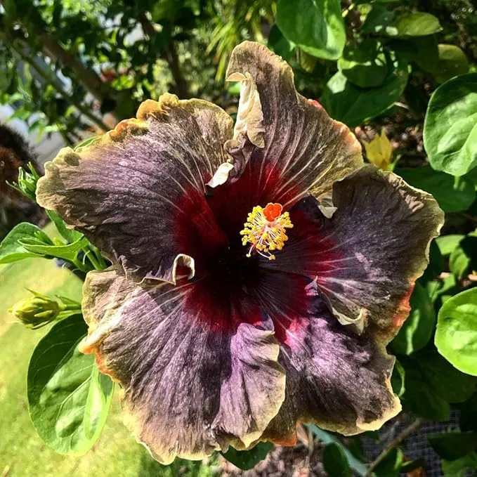 Black Pink Purple Giant Hibiscus Flower Seeds