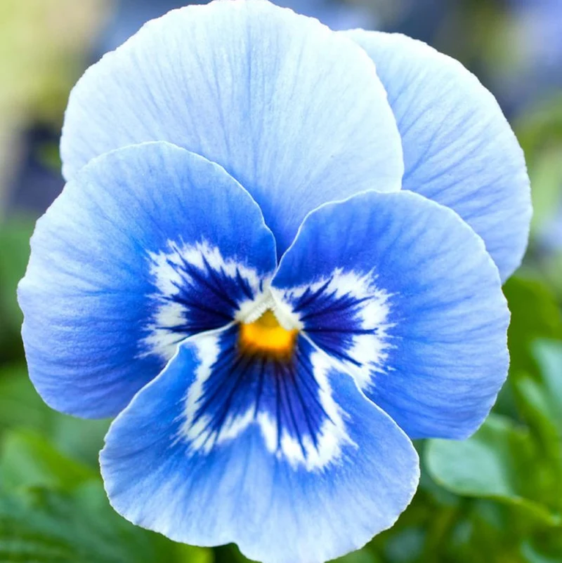 Blue & White Pansy Seeds – Elegant Bi-Color Blooms for Garden Planting