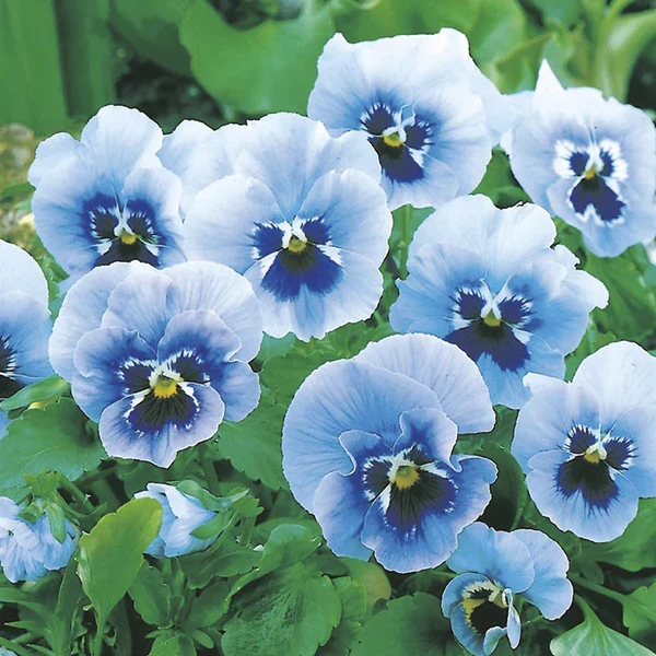 Blue & White Pansy Seeds – Elegant Bi-Color Blooms for Garden Planting