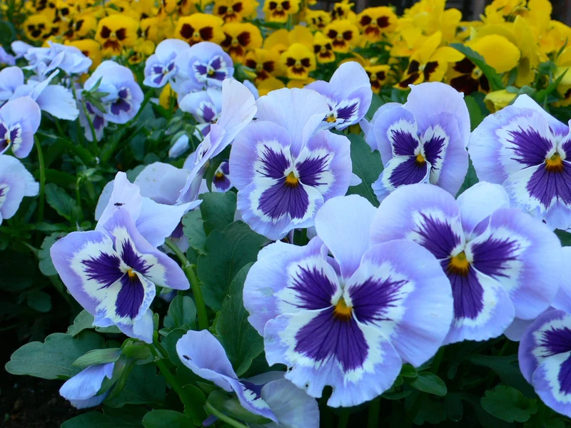 Blue & White Pansy Seeds – Elegant Bi-Color Blooms for Garden Planting
