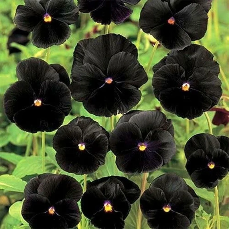 Black Pansy Flower Seeds – Exotic Dark Blooms for Garden Planting