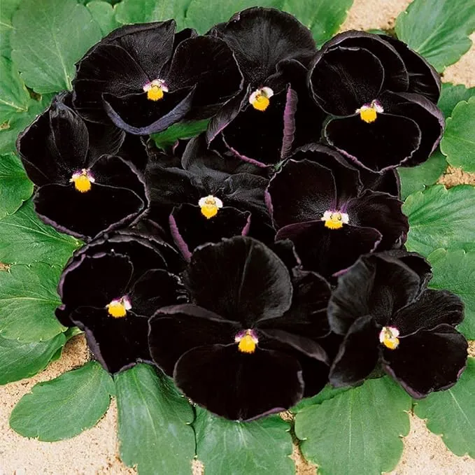 Black Pansy Flower Seeds – Exotic Dark Blooms for Garden Planting