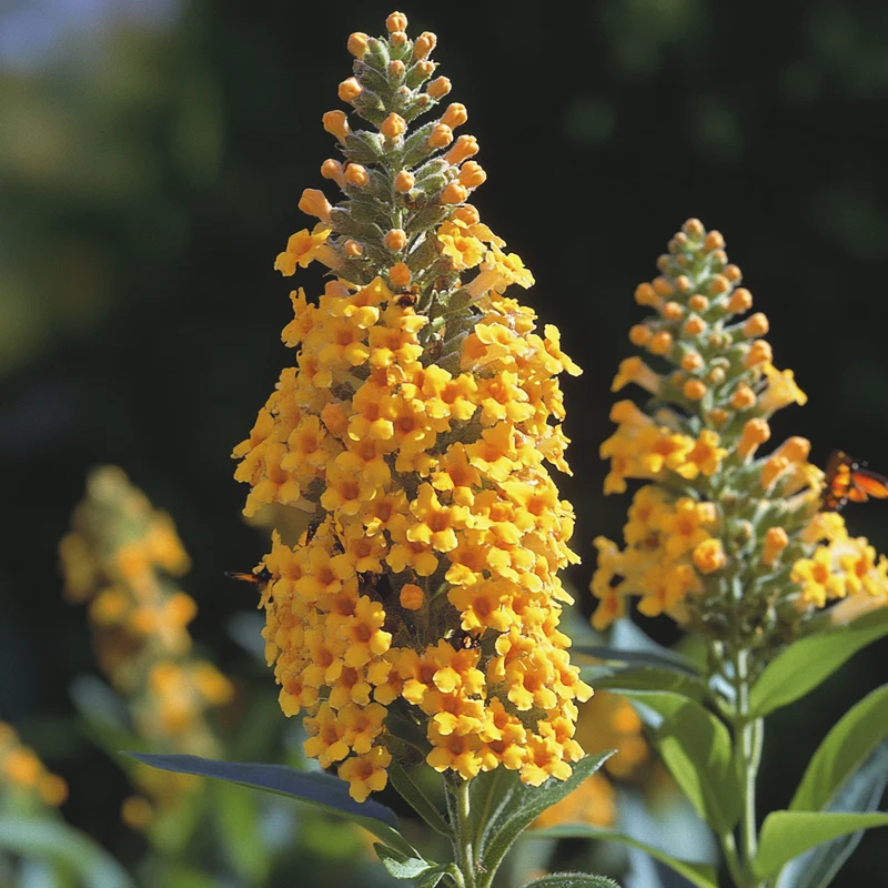 Sungold Butterfly Bush Seeds – Buddleja Weyeriana ‘Sungold’ Golden-Yellow Blooms & Pollinator-Friendly Shrub