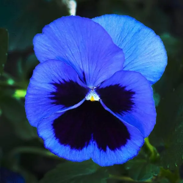Blue Pansy Flower Seeds, Stunning Unique Blooms, Easy to Grow, Non-GMO
