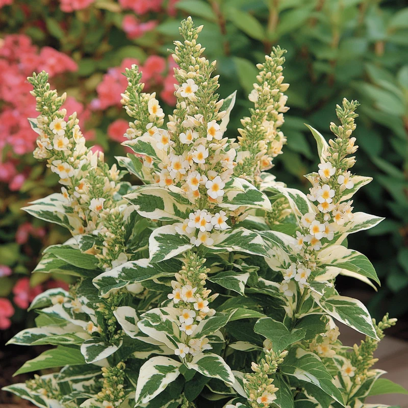 Harlequin Butterfly Bush Seeds – Buddleja davidii ‘Harlequin’ Variegated Foliage & Vibrant Blooms