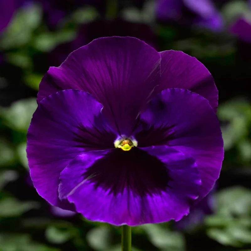 Purple Pansy Seeds – Rich Vibrant Blooms, Easy to Grow, Non-GMO