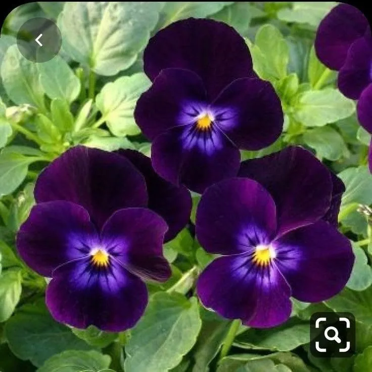 Purple Pansy Seeds – Rich Vibrant Blooms, Easy to Grow, Non-GMO