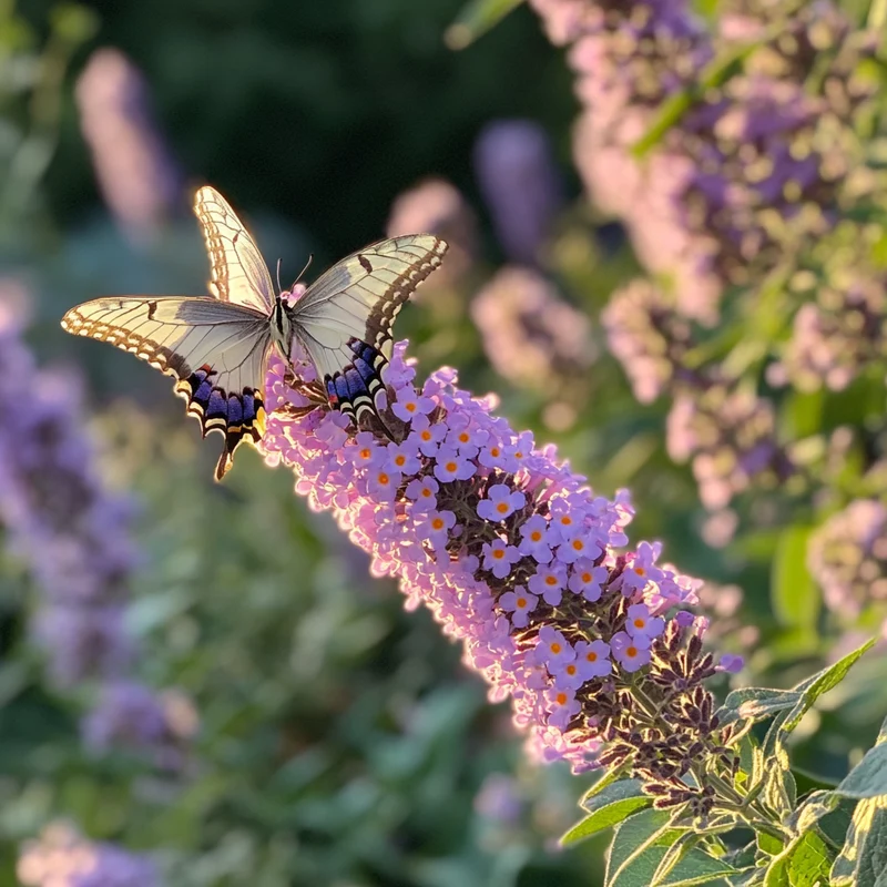 Nanho Blue Butterfly Bush Seeds – Buddleja davidii Compact Pollinator-Friendly Shrub