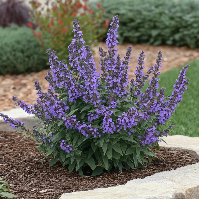 Blue Chip Butterfly Bush Seeds – Buddleja davidii Compact Low-Maintenance Shrub