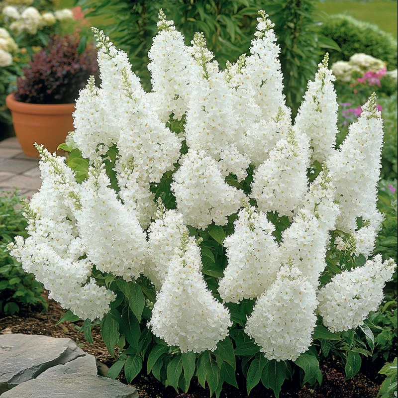 White Profusion Butterfly Bush Seeds – Buddleja davidii White Blooming Pollinator Shrub