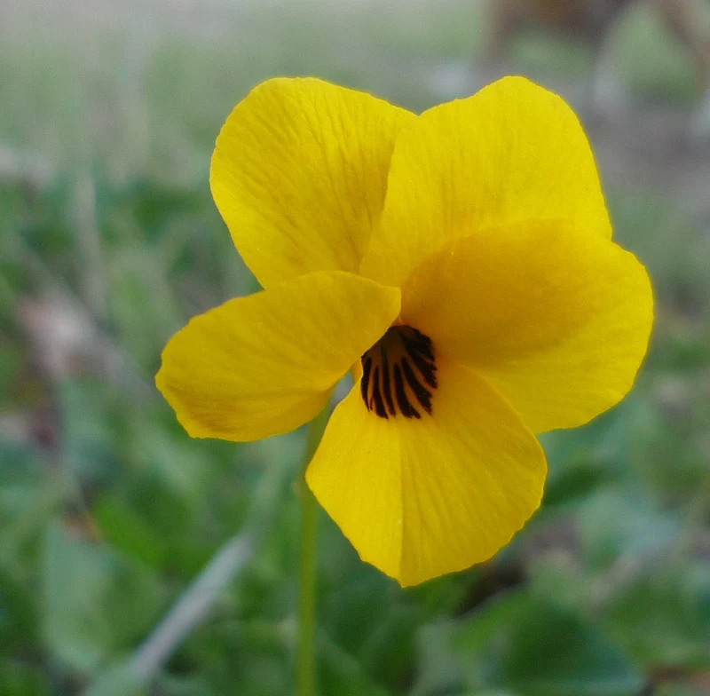 Yellow Pansy Flower Seeds,Sunny Vibrant Blooms, Easy to Grow, Non-GMO