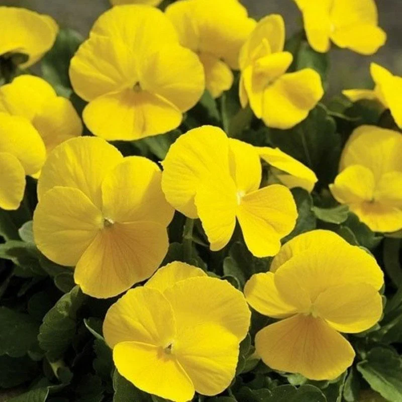 Yellow Pansy Flower Seeds,Sunny Vibrant Blooms, Easy to Grow, Non-GMO