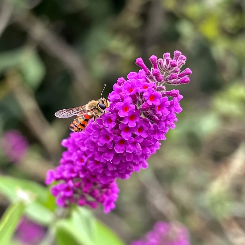 Royal Red Butterfly Bush (Buddleja davidii 'Royal Red') – Vibrant Red-Purple Blooms for Pollinators