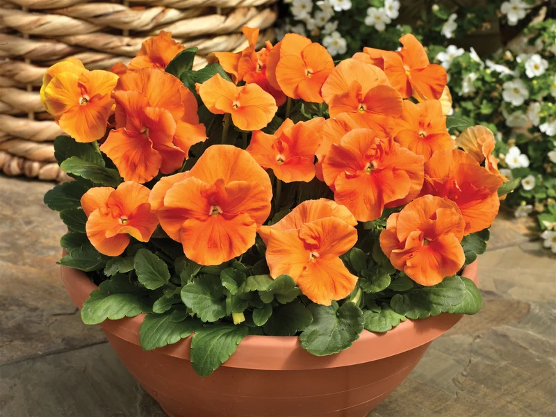 Orange Pansy Flower Seeds, Bright & Cheerful Blooms, Easy to Grow, Non-GMO