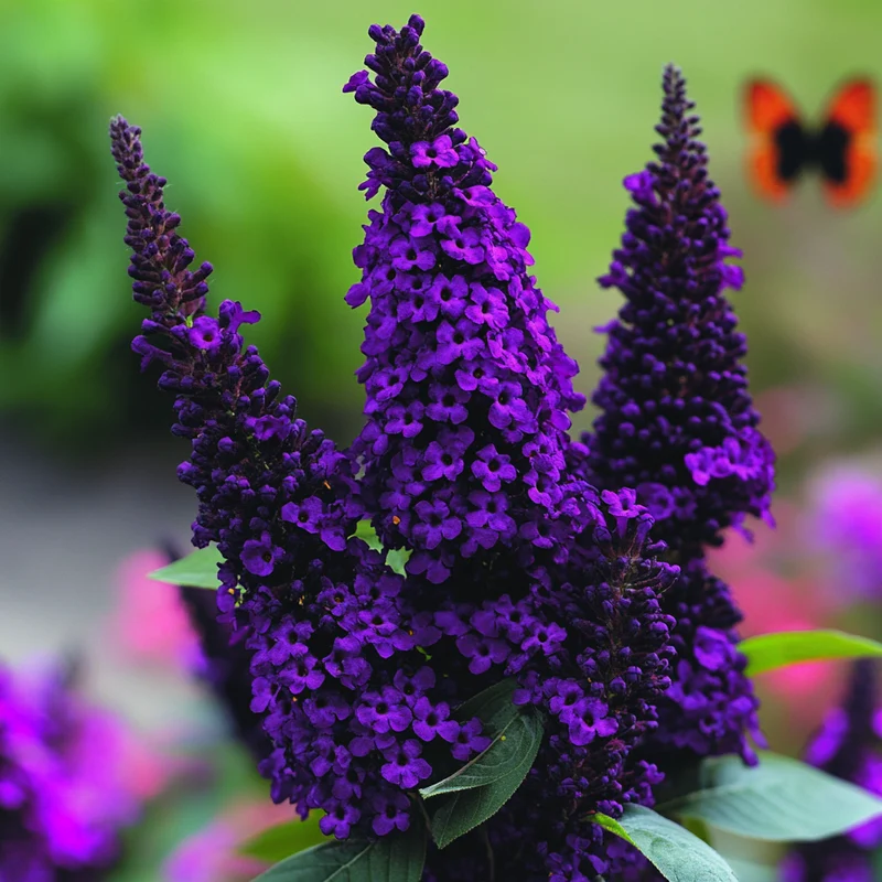 Black Knight Butterfly Bush Seeds – Deep Purple Bloom Shrub for Garden Planting