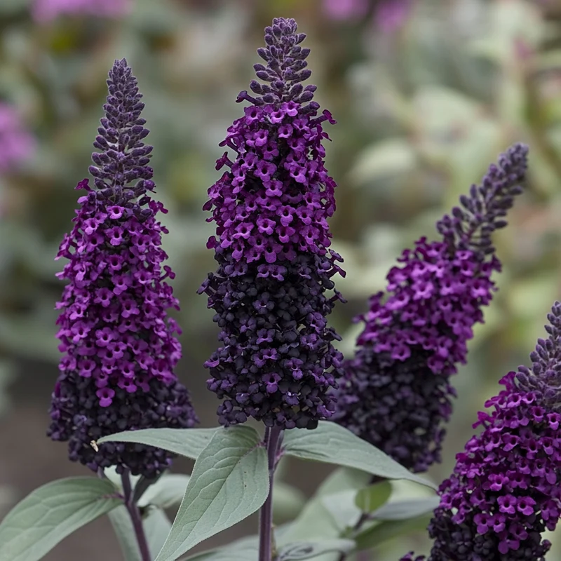 Black Knight Butterfly Bush Seeds – Deep Purple Bloom Shrub for Garden Planting