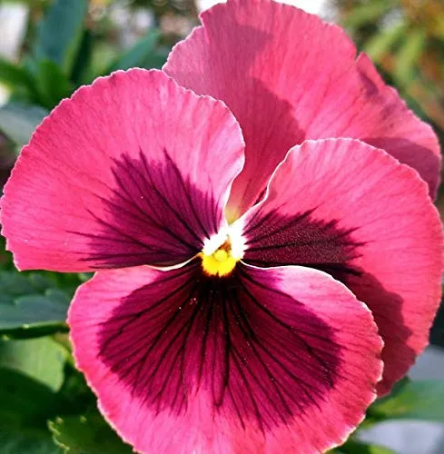Pink Pansy Flower Seeds – Delicate Pastel Blooms, Non-GMO, Easy to Grow