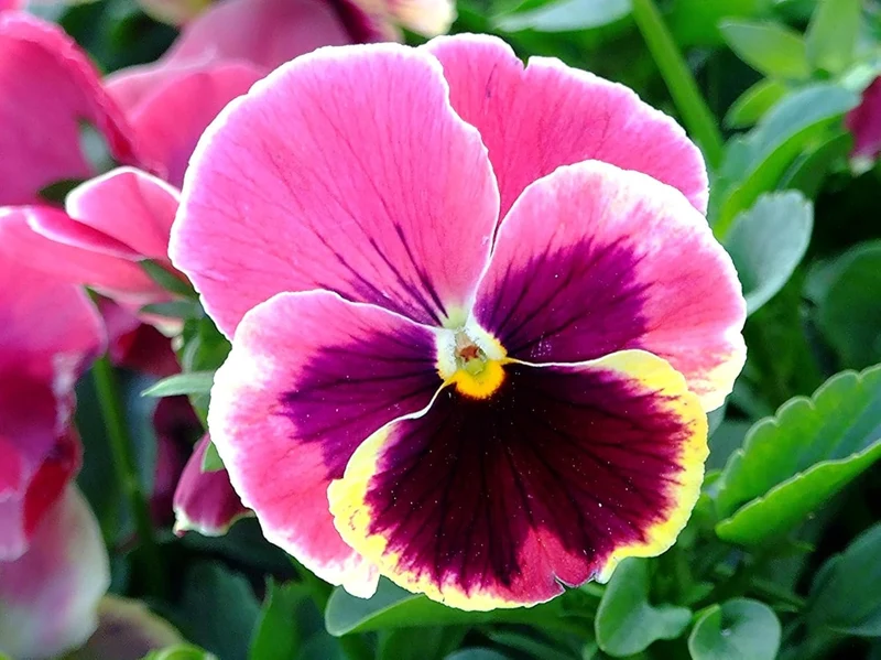 Pink Pansy Flower Seeds – Delicate Pastel Blooms, Non-GMO, Easy to Grow