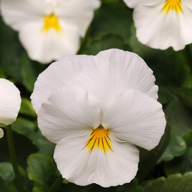 White Pansy Flower Seeds – Pure Elegant Blooms, Non-GMO, Easy to Grow