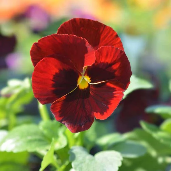 Red Pansy Flower Seeds , Bold Vibrant Blooms, Easy to Grow, Non-GMO