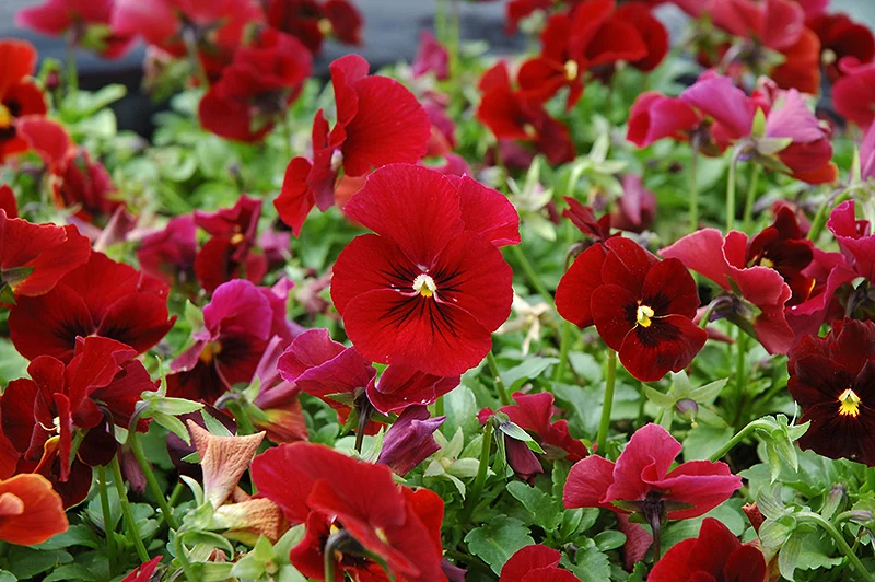 Red Pansy Flower Seeds , Bold Vibrant Blooms, Easy to Grow, Non-GMO